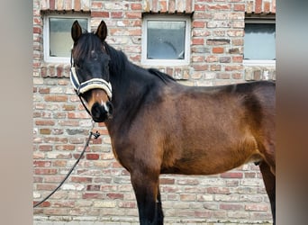 Deutsches Sportpferd, Wallach, 5 Jahre, 167 cm, Dunkelbrauner