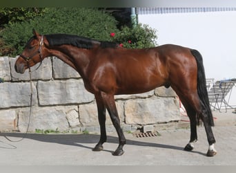 Deutsches Sportpferd, Wallach, 5 Jahre, 167 cm, Dunkelbrauner