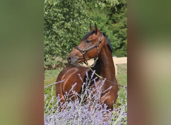 Deutsches Sportpferd, Wallach, 5 Jahre, 167 cm, Dunkelbrauner