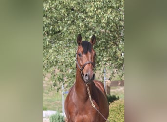 Deutsches Sportpferd, Wallach, 5 Jahre, 167 cm, Dunkelbrauner