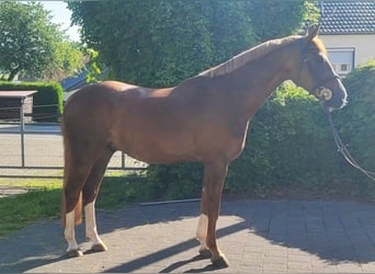 Deutsches Sportpferd, Wallach, 5 Jahre, 167 cm, Fuchs