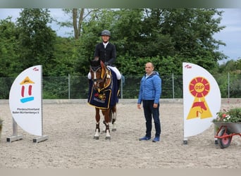 Deutsches Sportpferd, Wallach, 5 Jahre, 167 cm, Fuchs