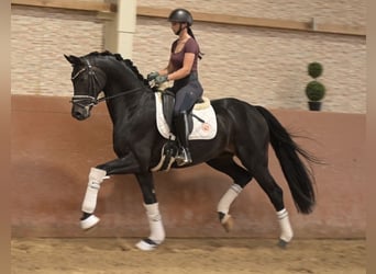 Deutsches Sportpferd, Wallach, 5 Jahre, 167 cm, Rappe