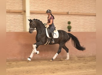 Deutsches Sportpferd, Wallach, 5 Jahre, 167 cm, Rappe