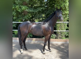 Deutsches Sportpferd, Wallach, 5 Jahre, 167 cm, Rappe