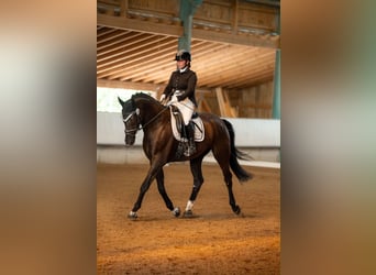 Deutsches Sportpferd, Wallach, 5 Jahre, 167 cm, Rappe