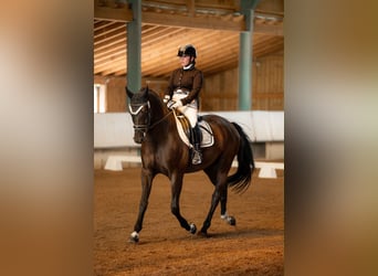 Deutsches Sportpferd, Wallach, 5 Jahre, 167 cm, Rappe