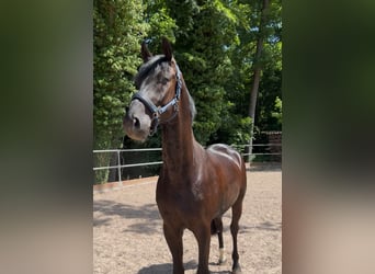 Deutsches Sportpferd, Wallach, 5 Jahre, 167 cm, Rappe