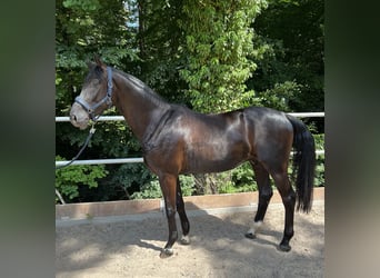 Deutsches Sportpferd, Wallach, 5 Jahre, 167 cm, Rappe