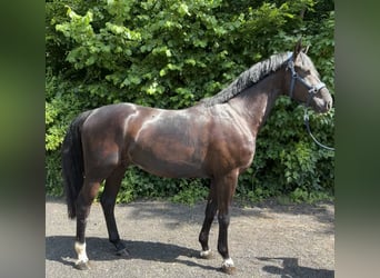 Deutsches Sportpferd, Wallach, 5 Jahre, 167 cm, Rappe