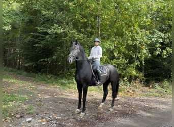 Deutsches Sportpferd, Wallach, 5 Jahre, 167 cm, Rappe