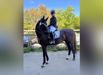 Deutsches Sportpferd, Wallach, 5 Jahre, 167 cm, Rappe