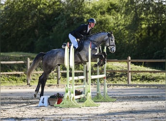 Deutsches Sportpferd, Wallach, 5 Jahre, 167 cm, Schimmel