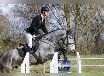Deutsches Sportpferd, Wallach, 5 Jahre, 167 cm, Schimmel