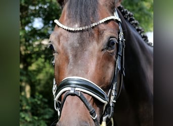 Deutsches Sportpferd, Wallach, 5 Jahre, 167 cm, Schwarzbrauner