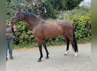 Deutsches Sportpferd, Wallach, 5 Jahre, 168 cm, Brauner