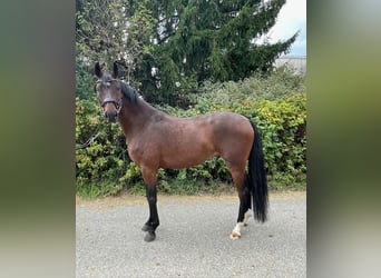 Deutsches Sportpferd, Wallach, 5 Jahre, 168 cm, Brauner