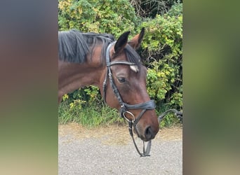 Deutsches Sportpferd, Wallach, 5 Jahre, 168 cm, Brauner