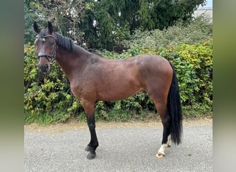 Deutsches Sportpferd, Wallach, 5 Jahre, 168 cm, Brauner