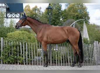 Deutsches Sportpferd, Wallach, 5 Jahre, 168 cm, Brauner
