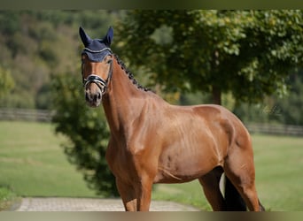 Deutsches Sportpferd, Wallach, 5 Jahre, 168 cm, Brauner