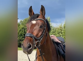 Deutsches Sportpferd, Wallach, 5 Jahre, 168 cm, Brauner