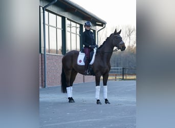 Deutsches Sportpferd, Wallach, 5 Jahre, 168 cm, Brauner