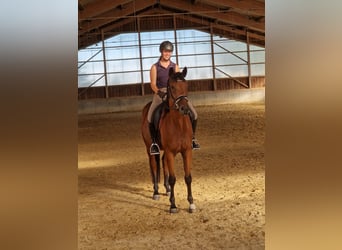 Deutsches Sportpferd, Wallach, 5 Jahre, 168 cm, Brauner