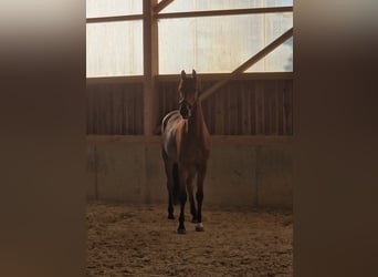 Deutsches Sportpferd, Wallach, 5 Jahre, 168 cm, Brauner