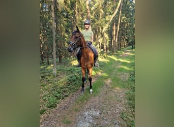 Deutsches Sportpferd, Wallach, 5 Jahre, 168 cm, Brauner