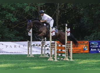 Deutsches Sportpferd, Wallach, 5 Jahre, 168 cm, Brauner