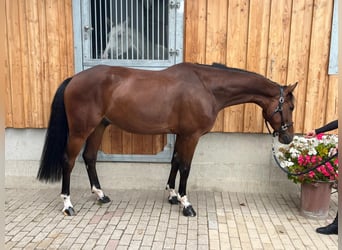 Deutsches Sportpferd, Wallach, 5 Jahre, 168 cm, Brauner