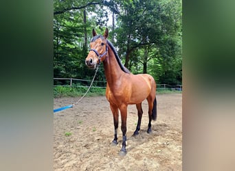 Deutsches Sportpferd, Wallach, 5 Jahre, 168 cm, Brauner