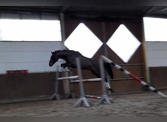 Deutsches Sportpferd, Wallach, 5 Jahre, 168 cm, Dunkelbrauner