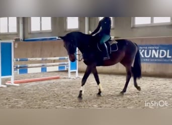 Deutsches Sportpferd, Wallach, 5 Jahre, 168 cm, Dunkelbrauner