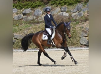 Deutsches Sportpferd, Wallach, 5 Jahre, 168 cm, Dunkelbrauner