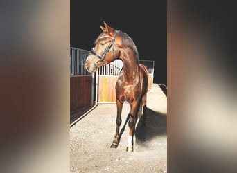 Deutsches Sportpferd, Wallach, 5 Jahre, 168 cm, Dunkelfuchs