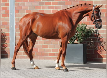 Deutsches Sportpferd, Wallach, 5 Jahre, 168 cm, Dunkelfuchs