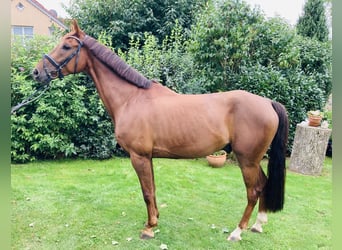 Deutsches Sportpferd, Wallach, 5 Jahre, 168 cm, Dunkelfuchs