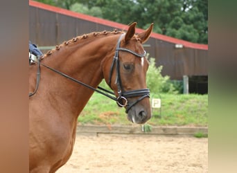 Deutsches Sportpferd, Wallach, 5 Jahre, 168 cm, Fuchs