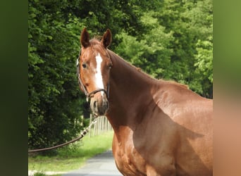 Deutsches Sportpferd, Wallach, 5 Jahre, 168 cm, Fuchs