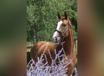 Deutsches Sportpferd, Wallach, 5 Jahre, 168 cm, Fuchs