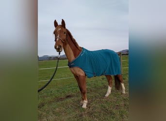 Deutsches Sportpferd, Wallach, 5 Jahre, 168 cm, Fuchs