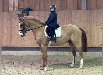 Deutsches Sportpferd, Wallach, 5 Jahre, 168 cm, Fuchs