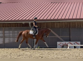 Deutsches Sportpferd, Wallach, 5 Jahre, 168 cm, Fuchs