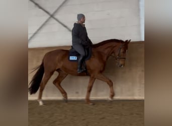 Deutsches Sportpferd, Wallach, 5 Jahre, 168 cm, Fuchs