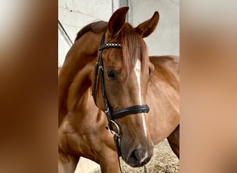 Deutsches Sportpferd, Wallach, 5 Jahre, 168 cm, Fuchs