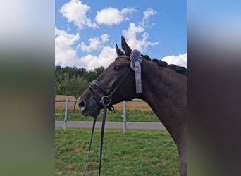 Deutsches Sportpferd, Wallach, 5 Jahre, 168 cm, Rappe
