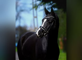 Deutsches Sportpferd, Wallach, 5 Jahre, 168 cm, Rappe