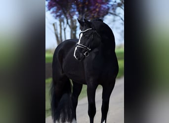 Deutsches Sportpferd, Wallach, 5 Jahre, 168 cm, Rappe